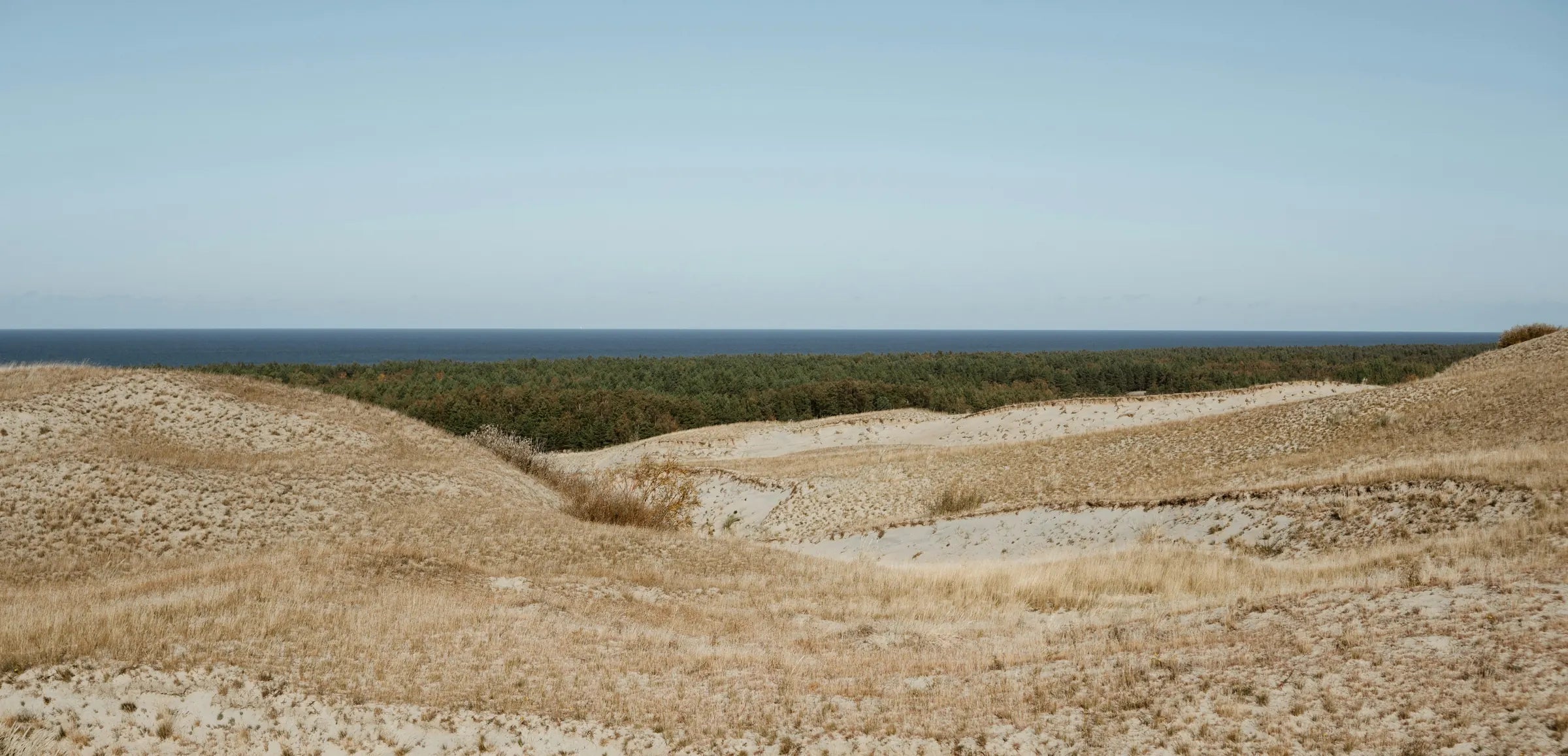 Pale sand dunes with beach grass and pine forest along the Baltic coast under a clear sky