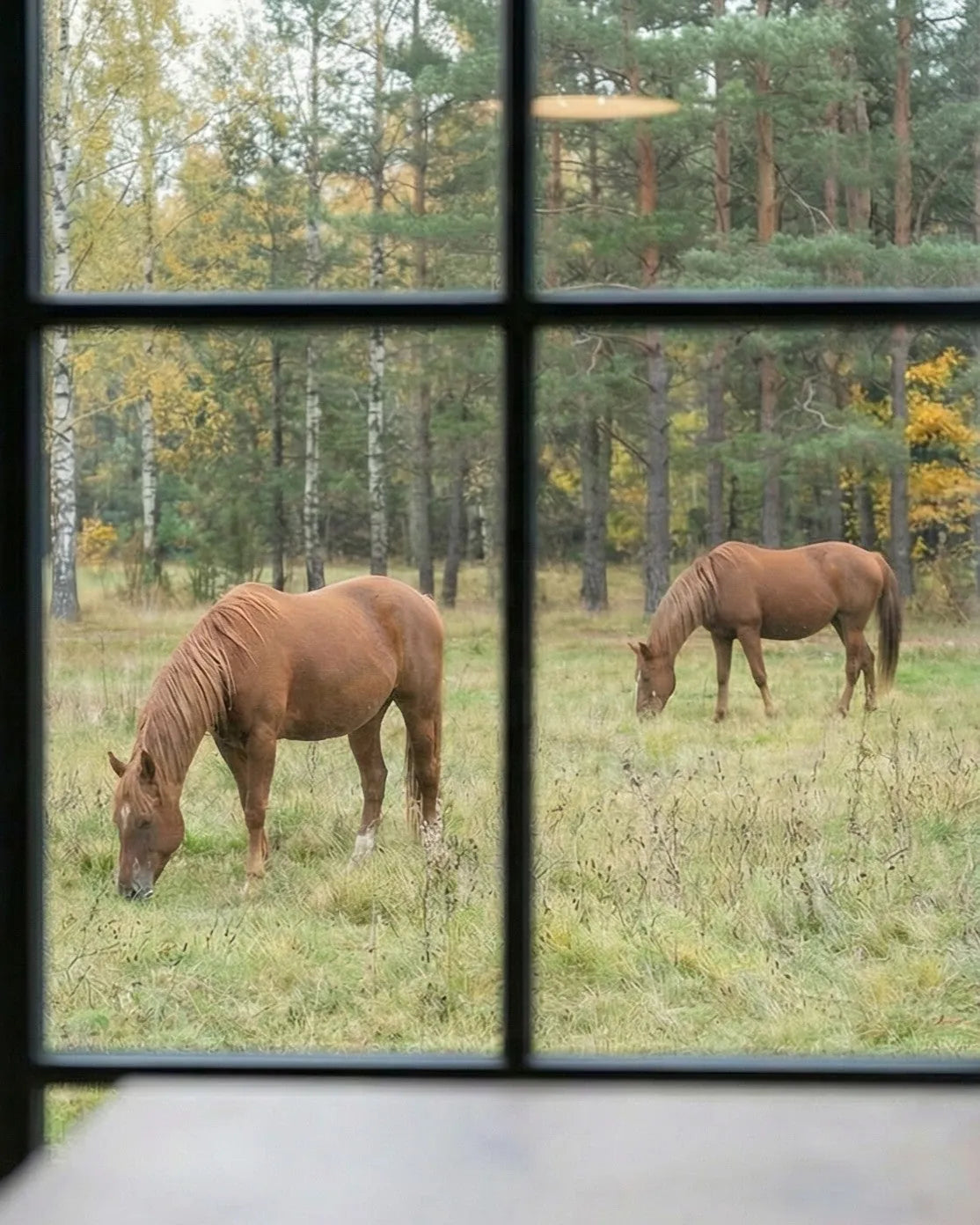Two chestnut horses grazing in a meadow of pine and birch trees, seen through a large black-framed window