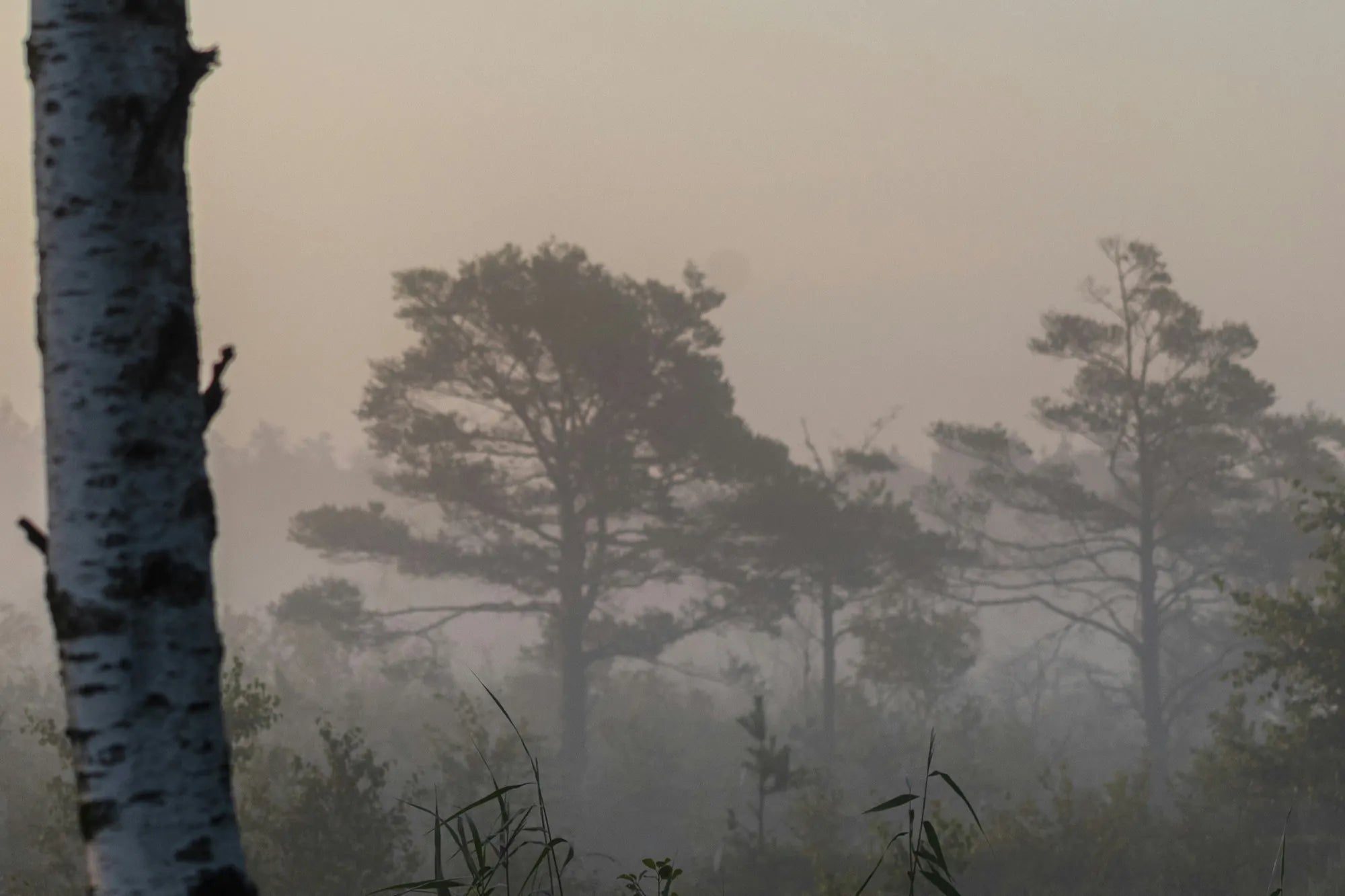 Misty Baltic pine forest at dawn behind a pale birch trunk